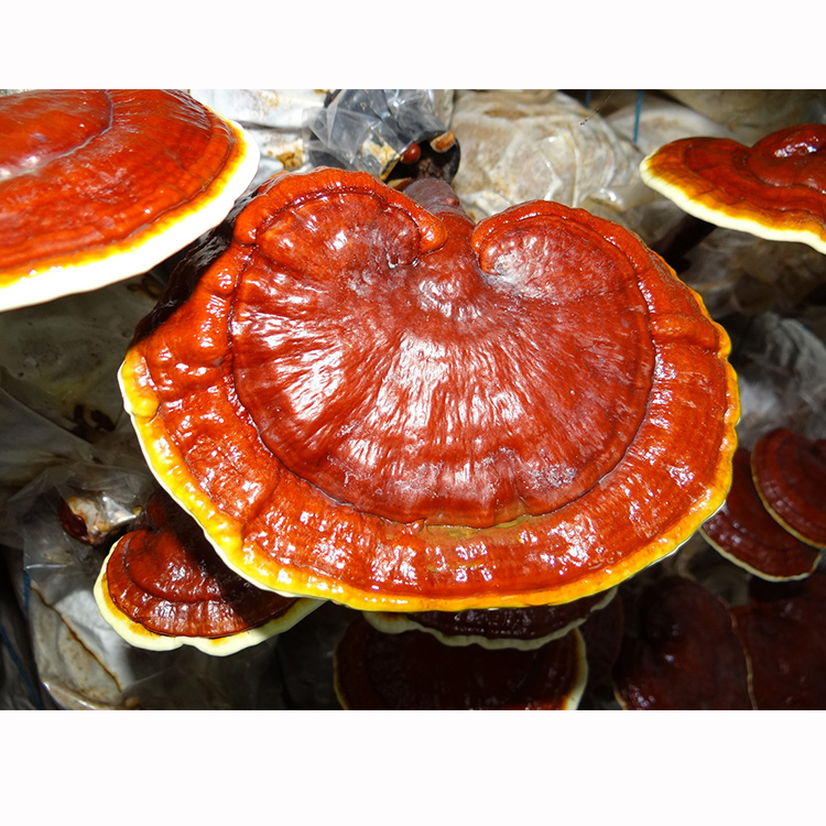 Reishi Mushroom Capsules vs. Organic Powder: What to Choose?